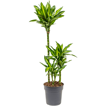 Dracena fragrans 'Cintho' 4DRCI3S05