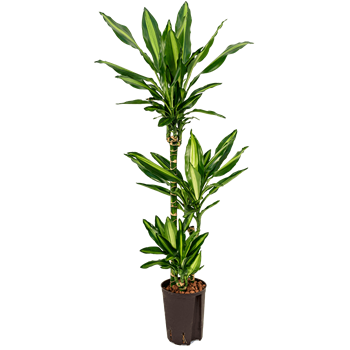 Dracena fragrans 'Cintho' 1DRFC3S05