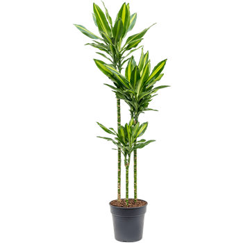 Dracena fragrans 'Cintho' 4DRCI3S10