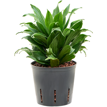 Dracena fragrans 'Compacta' 2DRCOKO10