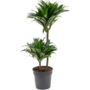 Dracena fragrans 'Compacta' 4DRCO2S10