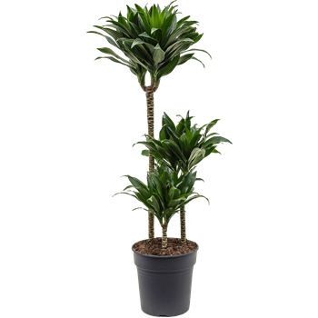 Dracena fragrans 'Compacta' 4DRCO3S02