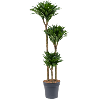 Dracena fragrans 'Compacta' 4DRCO3S30