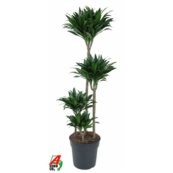 Dracena fragrans 'Compacta' F00002852