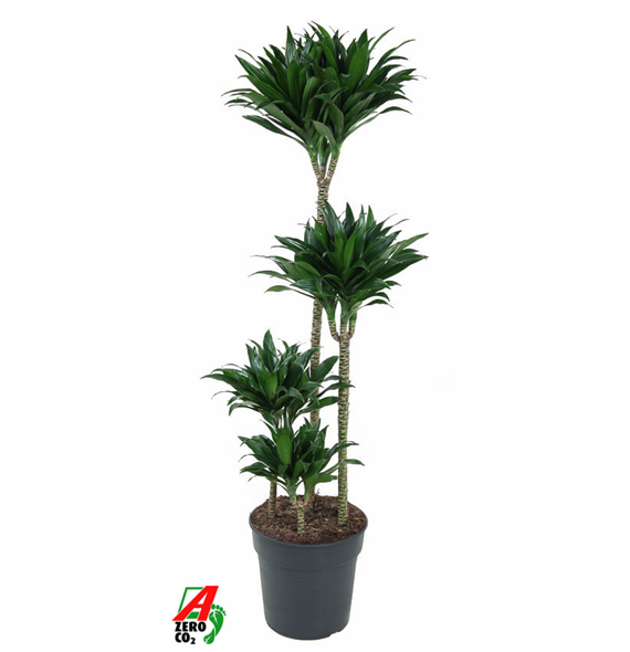 Dracena fragrans 'Compacta' F00002852