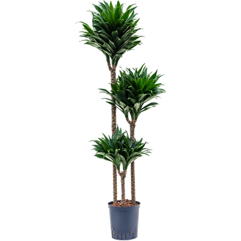 Dracena fragrans 'Compacta' 1DRCO3S30