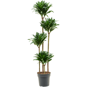 Dracena fragrans 'Compacta' 4DRCO4S27