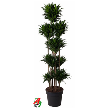 Dracena fragrans 'Compacta' F00005023