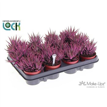 Haworthia fasciata big band Make Upz Roze 12cm 8.5cm Q2110