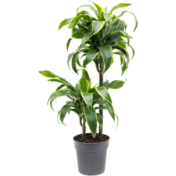 Dracena fragrans 'Dorado' 4DRDO2S10