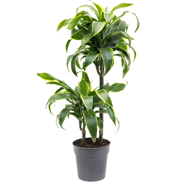Dracena fragrans 'Dorado' 4DRDO2S10