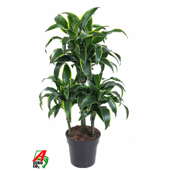 Dracena fragrans 'Dorado' F00002854