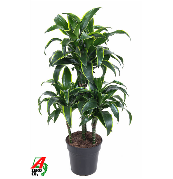 Dracena fragrans 'Dorado' F00002854