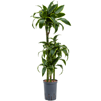 Dracena fragrans 'Dorado' 1DRDO3S10