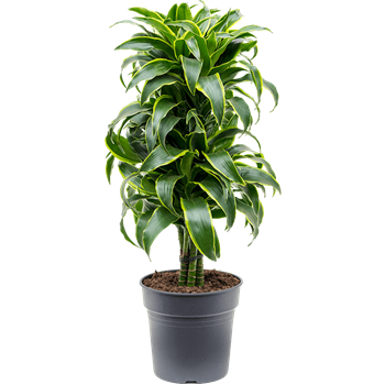 Dracena fragrans 'Dorado' 4DRDOVT17