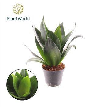 Taščin jezik - Sanseveria ehrenbergii samurai Black Dragon p8 5 other pp 25cm 8.5cm Q2152