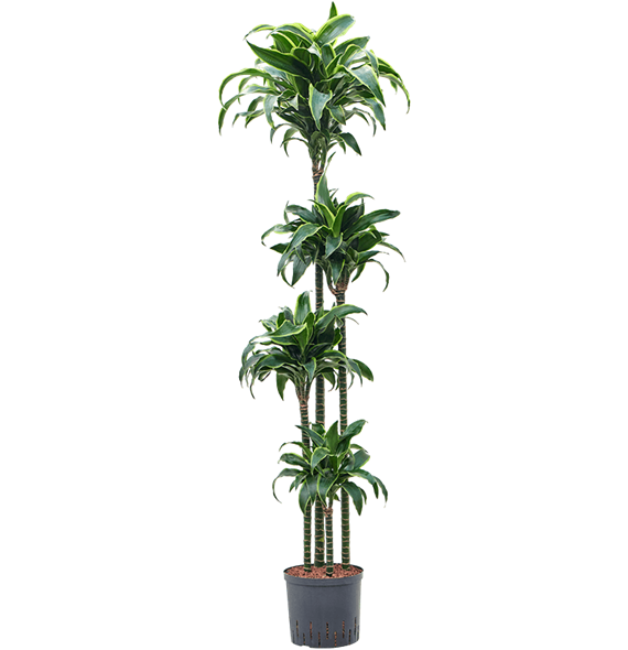 Dracena fragrans 'Dorado' 1DRDO4S10