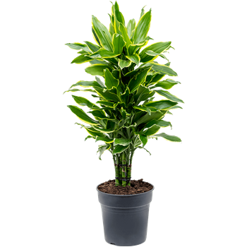 Dracena fragrans 'Golden Coast' 4DRGCVT24
