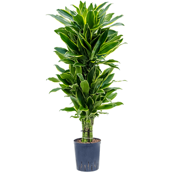 Dracena fragrans 'Golden Coast' 1DRGCVT24