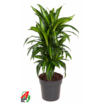 Dracena fragrans 'Hawaiian Sunshine' F00003237