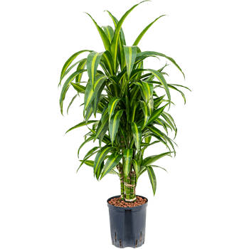Dracena fragrans 'Hawaiian Sunshine' 1DRHSVT07