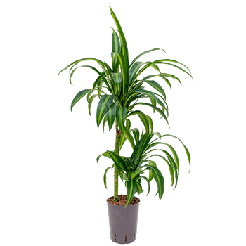 Dracena fragrans 'Hawaiian Sunshine' 1DRHS2S05