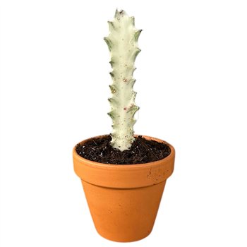 Plants Euphorbia Lactea White Ghost 1 pp 15cm 8cm Q2313
