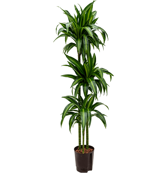 Dracena fragrans 'Hawaiian Sunshine' 1DRHS3S10