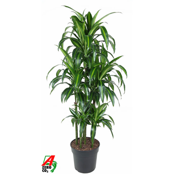 Dracena fragrans 'Hawaiian Sunshine' F00003240