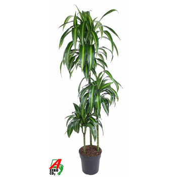 Dracena fragrans 'Hawaiian Sunshine' F00005253