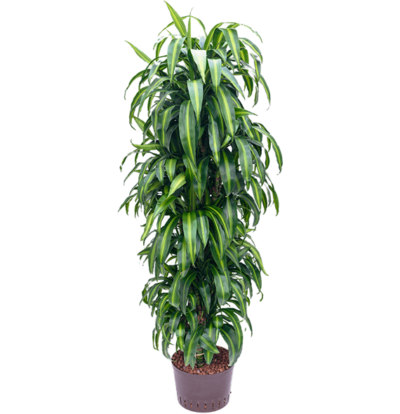 Dracena fragrans 'Hawaiian Sunshine' 1DRHSVT30