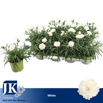 Dianthus dinah P12 White TST1 pp 22cm 12cm Q2505