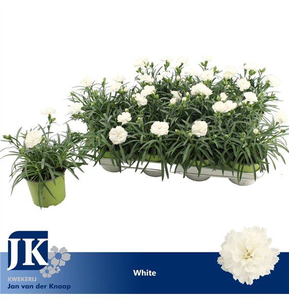 Dianthus dinah P12 White TST1 pp 22cm 12cm Q2505