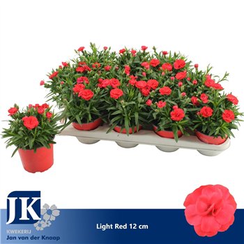 Dianthus oscar red P12 Light Red TST1 pp 22cm 12cm Q2514