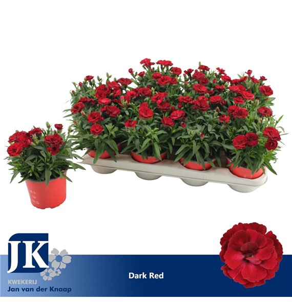 Dianthus oscar dark red P12 Dark Red TST1 pp 22cm 12cm Q2516