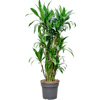 Dracena fragrans 'Janet Craig' 4DRJCVT10