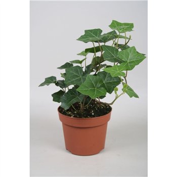 Hedera hibernica Hibernica7 pp 20cm 13cm Q3159