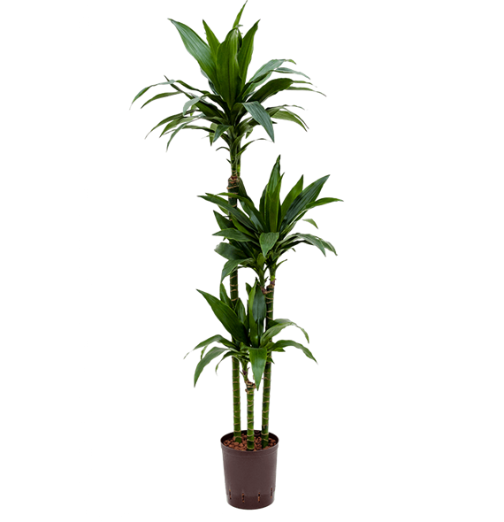 Dracena fragrans 'Janet Craig' 1DRJG3S20