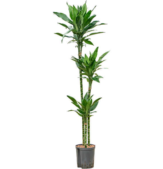 Dracena fragrans 'Janet Lind Gold' 1DRLG3S20