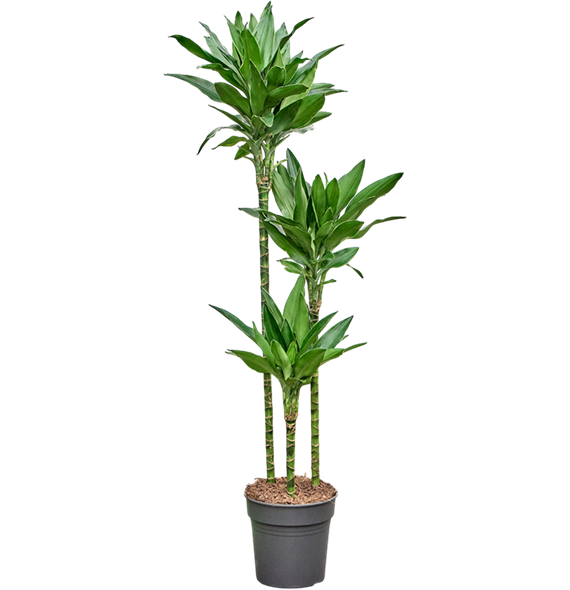 Dracena fragrans 'Janet Lind Gold' 4DRJG3S30