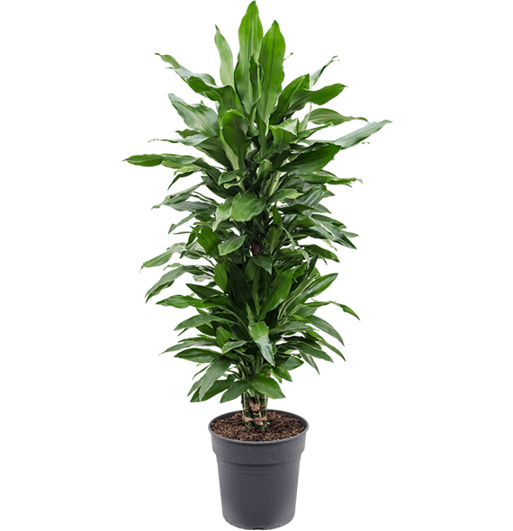 Dracena fragrans 'Janet Lind' 4DRJLVT22