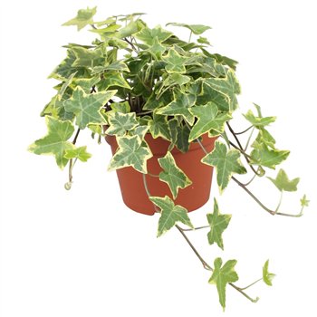 Hedera helix goldchild Gold Child30 - 34 cm 9 pp 30cm 13cm Q3409