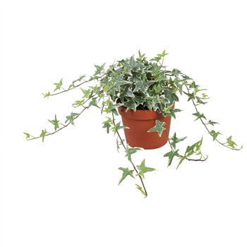 Hedera mona lisa helix Mona Lisa30 - 34 cm 9 pp 30cm 13cm Q3422