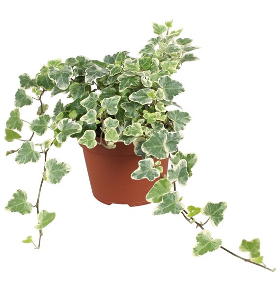 Hedera helix white wonder White Wonder20 - 24 cm 9 pp 20cm 13cm Q3431