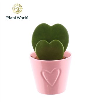 Hoya kerrii 2pp with ceramic Boston roze 2 pp 13cm 7cm Q3550