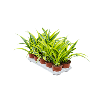 Dracena fragrans 'Lemon Lime' 10/tray 4DRLLKO05