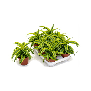 Dracena fragrans 'Lemon Surprise' 8/tray 4DRLSKO10