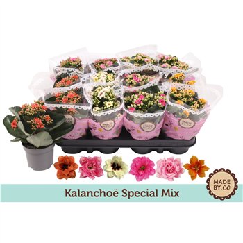 Kalanhoja calandiva special mix Kalanchoë Special Mix 1 pp 19cm 9cm Q3731