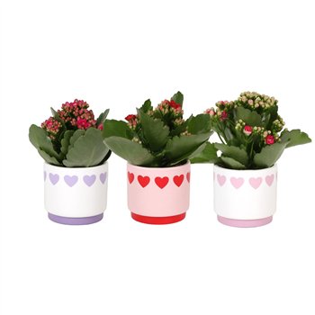 Kalanhoja blossfeldiana rosalina mixed KP-867 1 - Rosalina 7cm in hartjespot pp 15cm 7cm Q3749