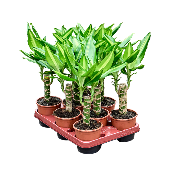 Dracena fragrans 'Mass Coast' 8/tray F00005317